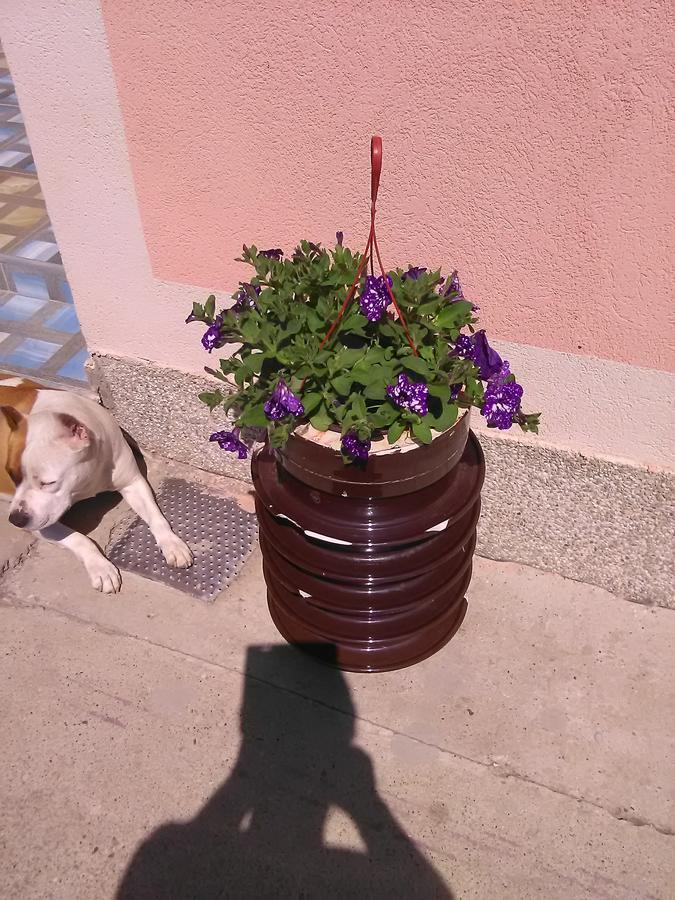 Milica Apartmani Vrdnik Exterior foto